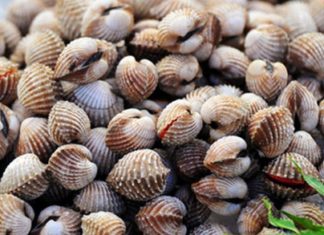 Tips for Choosing and Cleaning Clams, Mussels, and Oysters That Not Everyone Knows