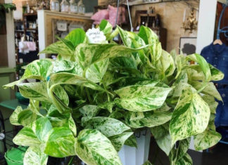 Identifying 9 Types of Indoor Plants Harmful to Pets