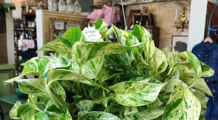 Identifying 9 Types of Indoor Plants Harmful to Pets