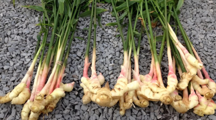 The Miraculous Benefits of Ginger for Your Skin That You Might Not Know