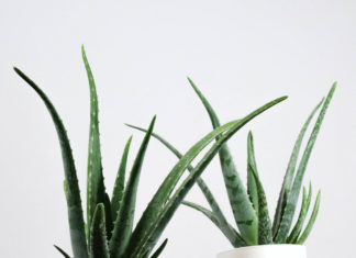 Plants for the Bedroom: Enhancing Your Sleep with Greenery