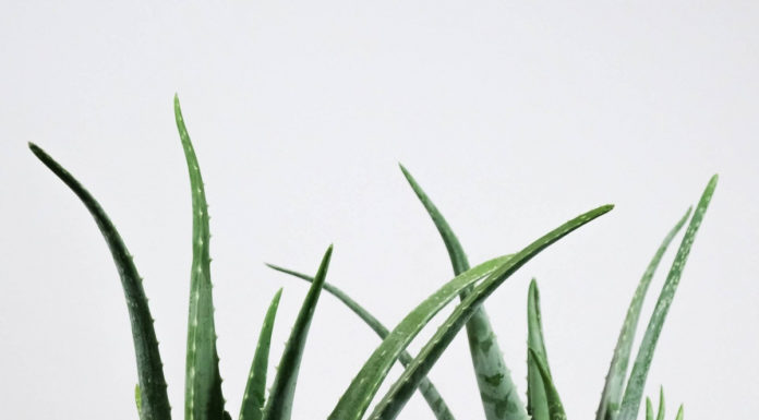 Plants for the Bedroom: Enhancing Your Sleep with Greenery