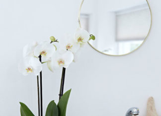 Suitable Types of Trees to Place in Your Bathroom