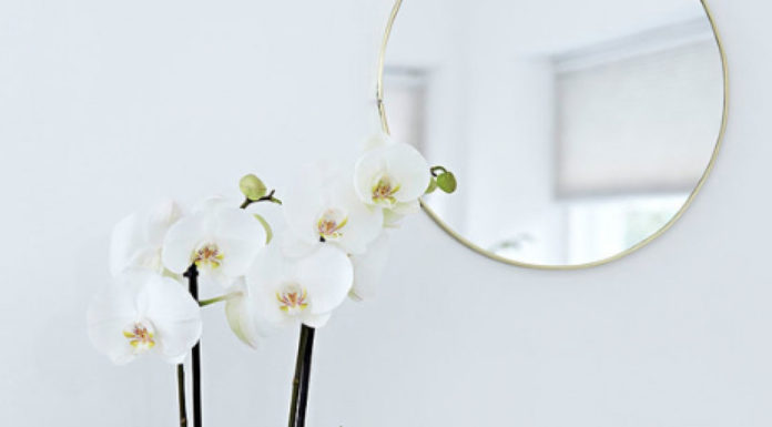 Suitable Types of Trees to Place in Your Bathroom