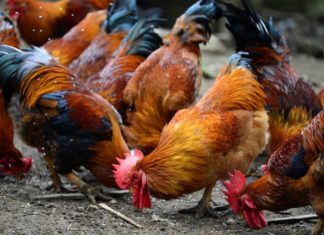 Whether it’s live poultry or processed chicken, choosing this way is as tasty as a hundred delicious ones.