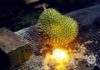 Mom hesitates as her daughter insists on grilling durian, but little did she know it’s a delicacy in a fancy restaurant.