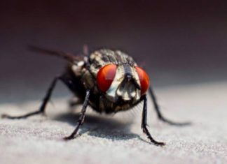 Curious about the bag of water hanging in front of her neighbor’s house, the girl asked and finally understood the reason behind it, then immediately applied it herself.