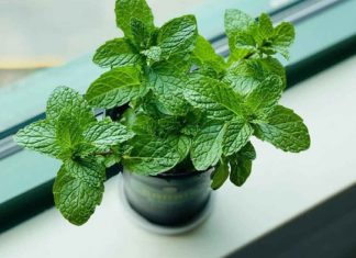 Fast and effective insect repellents for a clean and shiny home