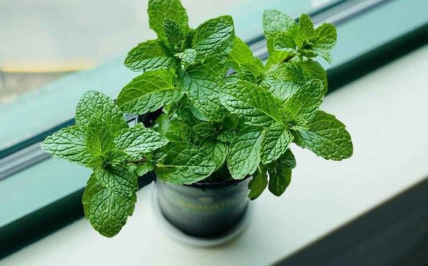 Fast and effective insect repellents for a clean and shiny home