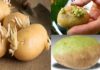Is it Safe to Eat Sprouted Potatoes? How to Prevent Toxicity and Store Them