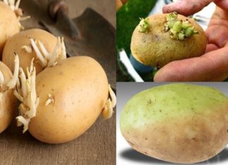 Is it Safe to Eat Sprouted Potatoes? How to Prevent Toxicity and Store Them