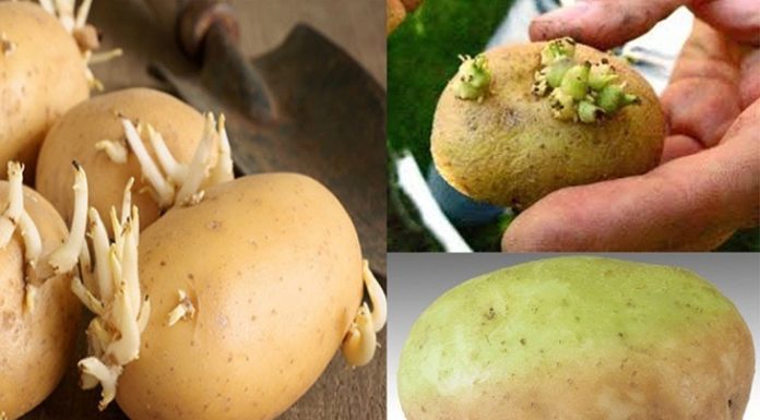 Is it Safe to Eat Sprouted Potatoes? How to Prevent Toxicity and Store Them