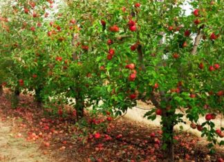 Origin, Features, and Price of Ambrosia Apples from New Zealand