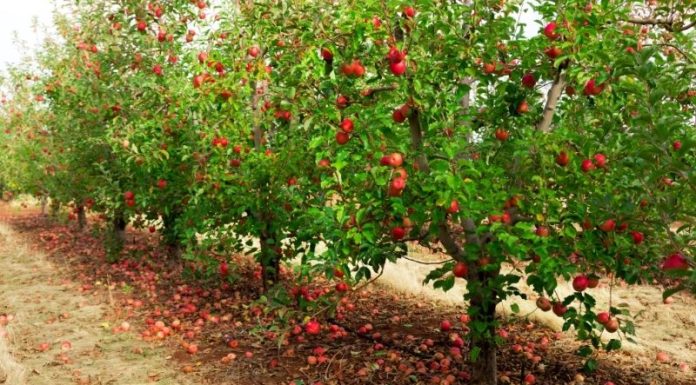 Origin, Features, and Price of Ambrosia Apples from New Zealand