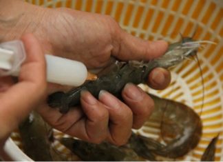 Signs of detecting shrimp contaminated with impurities
