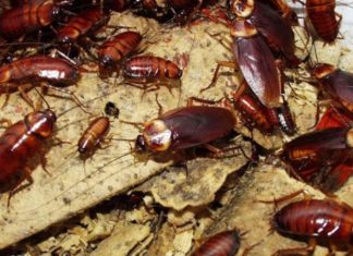 Top 9 Popular and Safe Cockroach Killers Nowadays