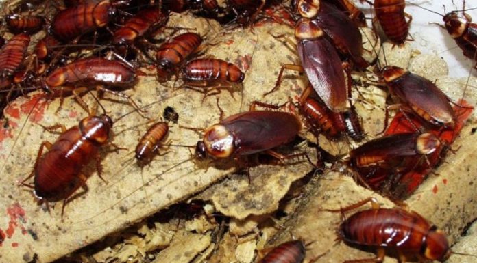 Top 9 Popular and Safe Cockroach Killers Nowadays