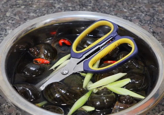 How to Clean Seashells? Tips to Remove Dirt and Debris from Shells