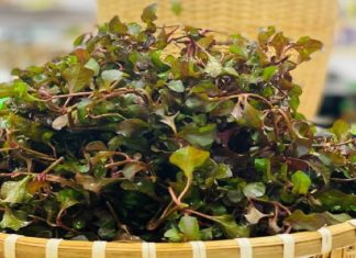 Identifying Japanese Kale: What You Need to Know