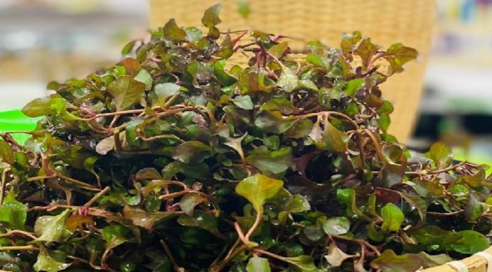 Identifying Japanese Kale: What You Need to Know