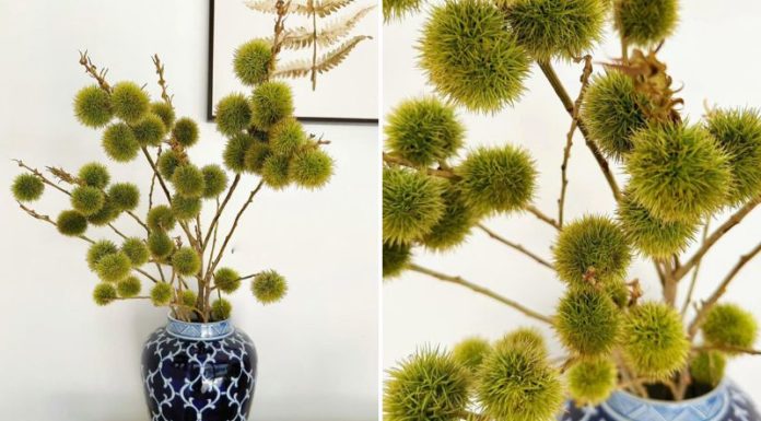 Bringing Back the Trend: Unique and Relaxing Autumn Decor with Fruit Branches