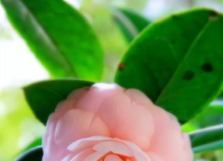 The Art of Blooming: Unlocking the Secrets to a Vibrant Tet Season.