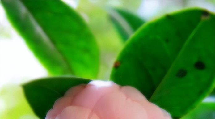 The Art of Blooming: Unlocking the Secrets to a Vibrant Tet Season.