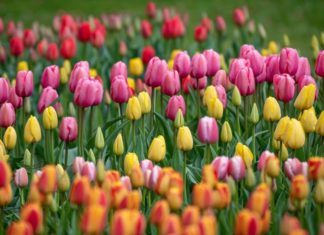 12 Zodiac Flowers: Symbolism in Nature