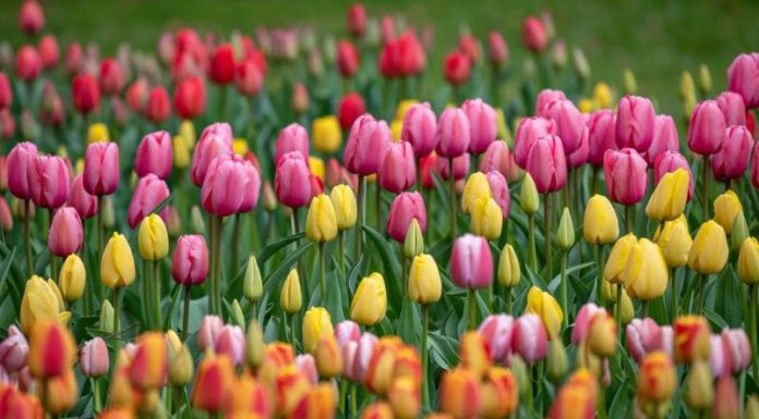 12 Zodiac Flowers: Symbolism in Nature