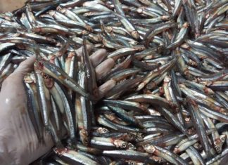 5 Types of Fish You Shouldn’t Miss When Shopping at the Market – Natural, Delicious, and More Beneficial Than Ginseng and Bird’s Nest