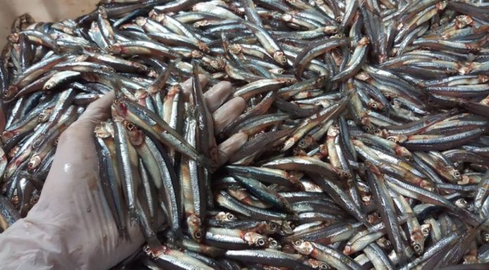 5 Types of Fish You Shouldn’t Miss When Shopping at the Market – Natural, Delicious, and More Beneficial Than Ginseng and Bird’s Nest