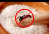 Furious with ant infestation? Use these 4 amazing methods to get rid of them instantly