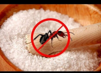 Furious with ant infestation? Use these 4 amazing methods to get rid of them instantly