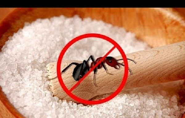 Furious with ant infestation? Use these 4 amazing methods to get rid of them instantly