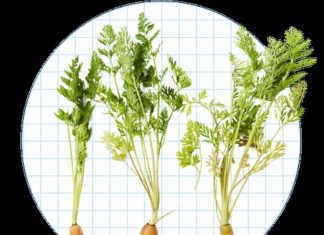 9 Delicious and Nutritious Dishes You Can Make from Commonly Discarded Vegetable Parts