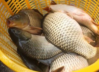 Spotting this point on fish tells you it’s a wild one, or raised for size: Don’t miss out if you don’t know, it’s a shame.