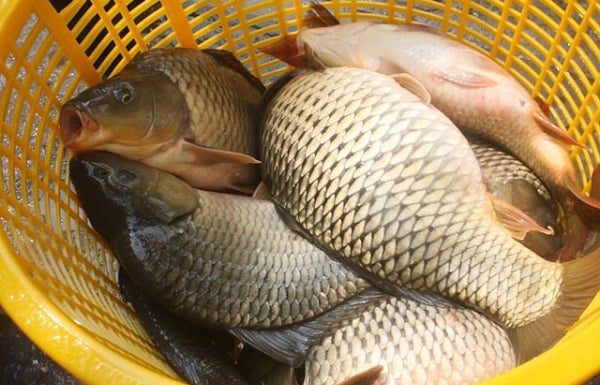 Spotting this point on fish tells you it’s a wild one, or raised for size: Don’t miss out if you don’t know, it’s a shame.