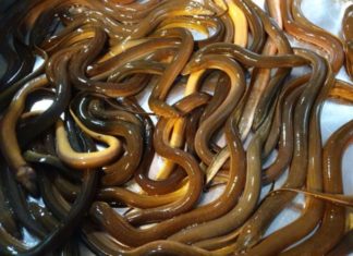 The 5 dirtiest types of fish in the market that many people enjoy eating: Number 1 is especially popular.