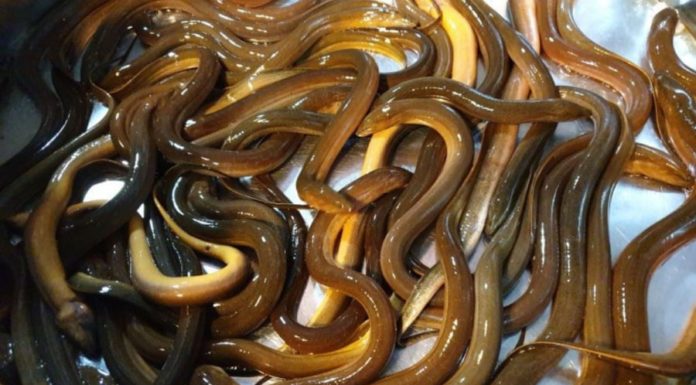 The 5 dirtiest types of fish in the market that many people enjoy eating: Number 1 is especially popular.