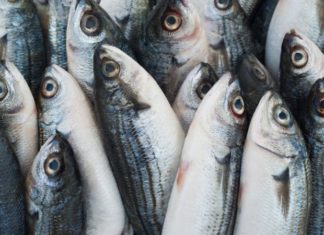 8 Food Sources Susceptible to Heavy Metal Contamination That Everyone Should Be Aware Of