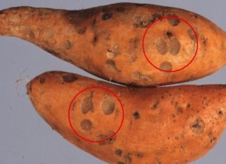 9 Common Mistakes in Cooking and Eating Sweet Potatoes