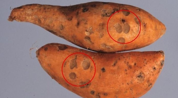 9 Common Mistakes in Cooking and Eating Sweet Potatoes