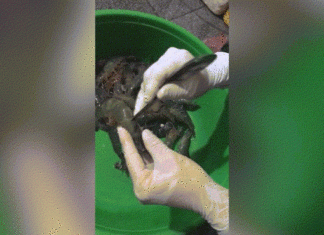 Revolutionary Method for Cleaning Shrimp – Ladies, Check This Out and Apply It Now