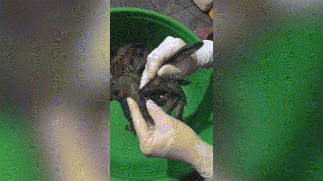 Revolutionary Method for Cleaning Shrimp – Ladies, Check This Out and Apply It Now