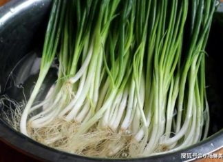 Hard to keep green foliage on plants – Apply these 2 tips, to keep them fresh for a whole month.