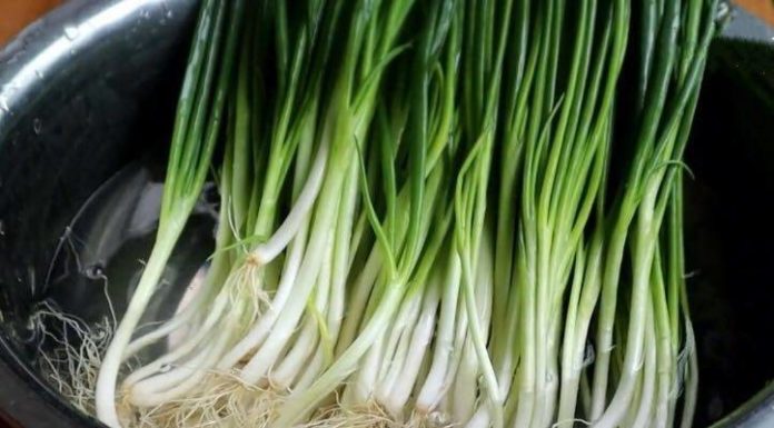 Hard to keep green foliage on plants – Apply these 2 tips, to keep them fresh for a whole month.