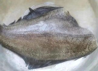 Cheap and Nutritious Sea Fish: Common Mistakes in Cooking