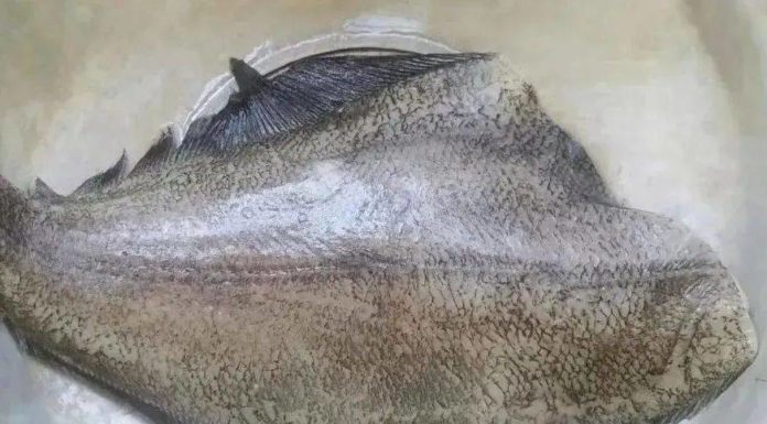 Cheap and Nutritious Sea Fish: Common Mistakes in Cooking