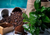4 Tips for Using Coffee Grounds as Indoor Plant Fertilizer