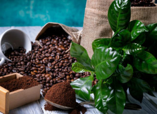 4 Tips for Using Coffee Grounds as Indoor Plant Fertilizer